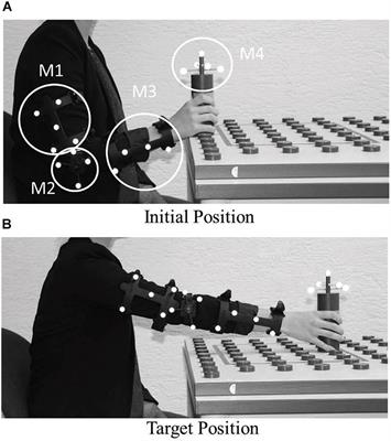 Gender Effects in Observation of Robotic and Humanoid Actions